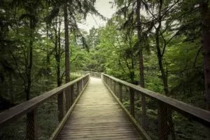 Eine Wanderung führt über eine Brücke durch einen Wald.