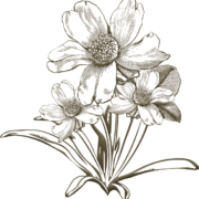 Die Blume gehört zu den Elementen der COOEE alpin Spirit Grafik.