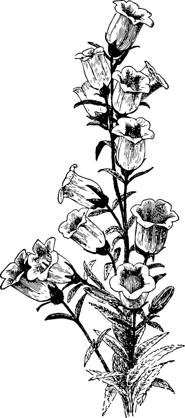 Die Blume gehört zu den Elementen der COOEE alpin Spirit Grafik. 