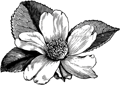 Die Blume gehört zu den Elementen der COOEE alpin Spirit Grafik. 