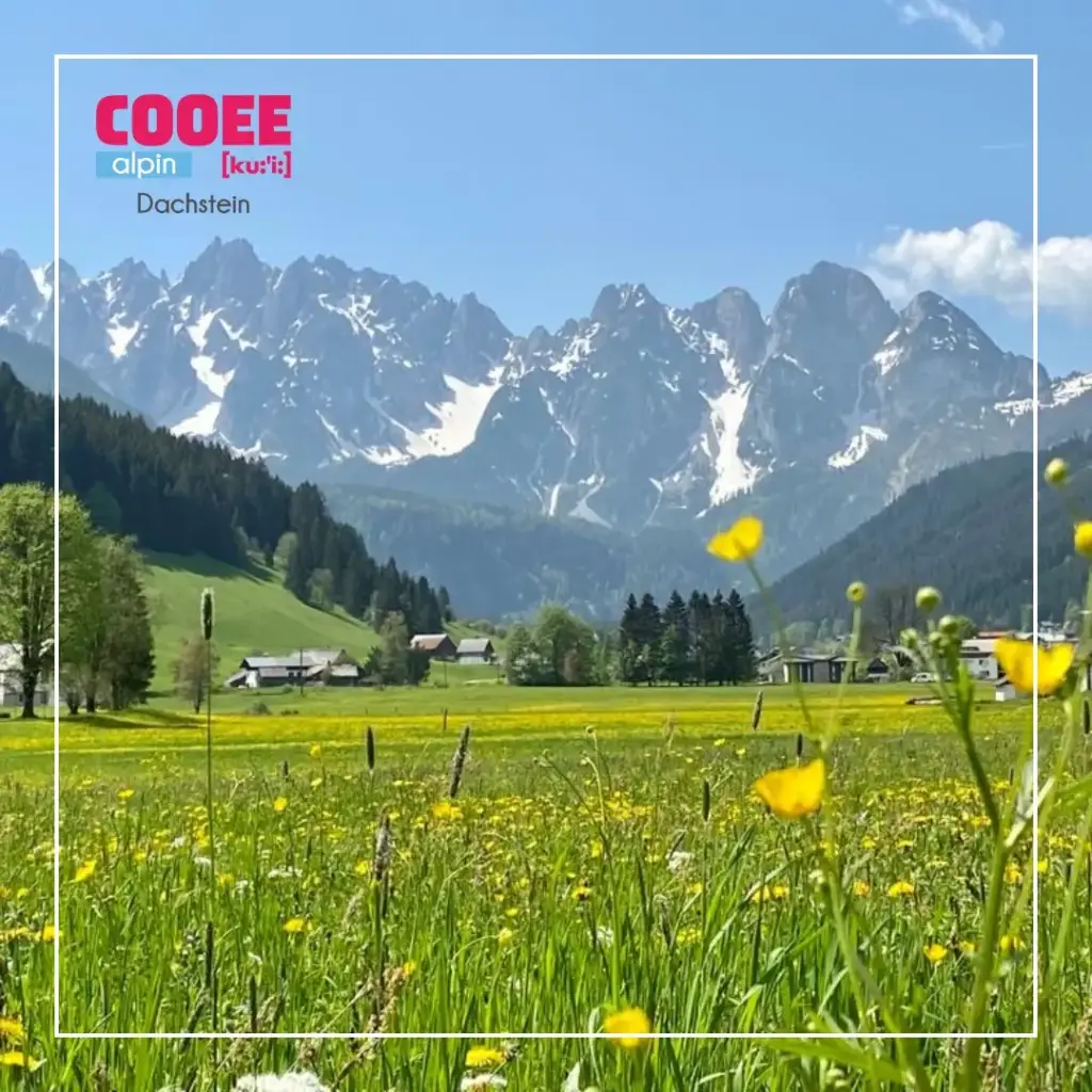 Kwitnąca wiosenna łąka z widokiem na dolinę Gosau i masyw Dachstein z ośnieżonymi szczytami pod błękitnym niebem.